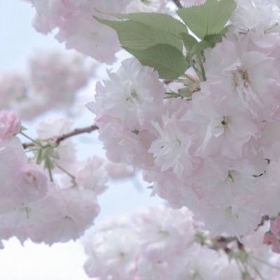 兽设原创设计欣赏福瑞交流群